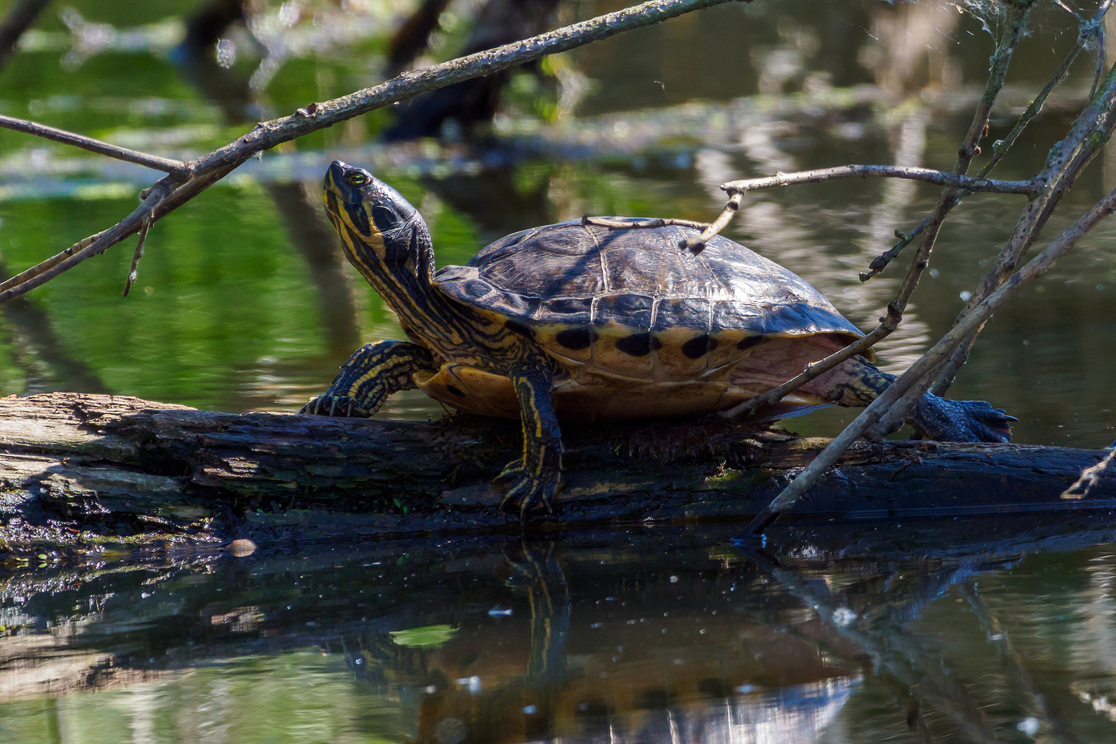 Schildkröte