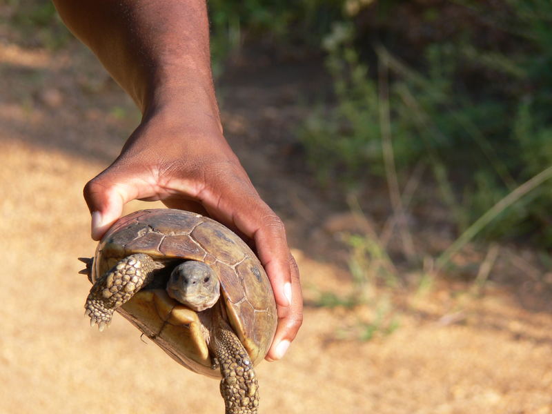 Schildkröte