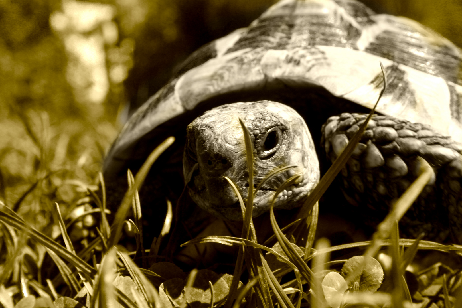 schildkröte