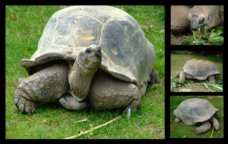 Schildkroete