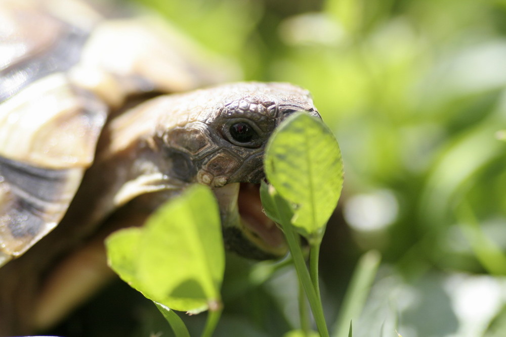 Schildkröte