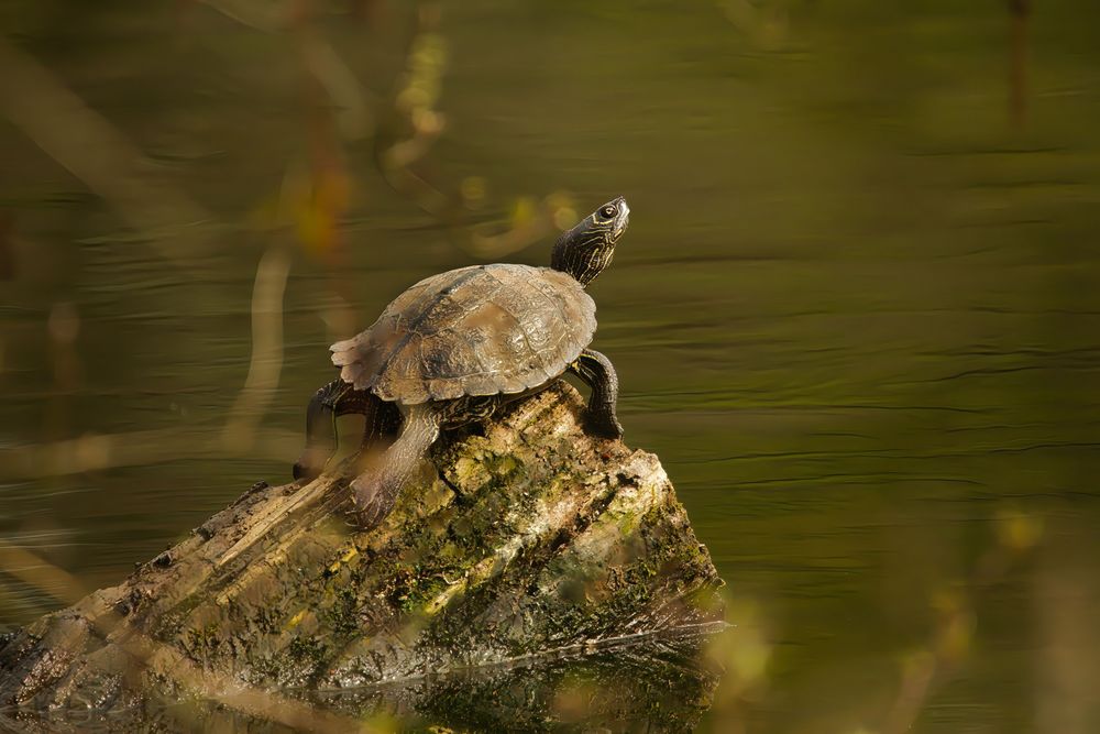 Schildkröte