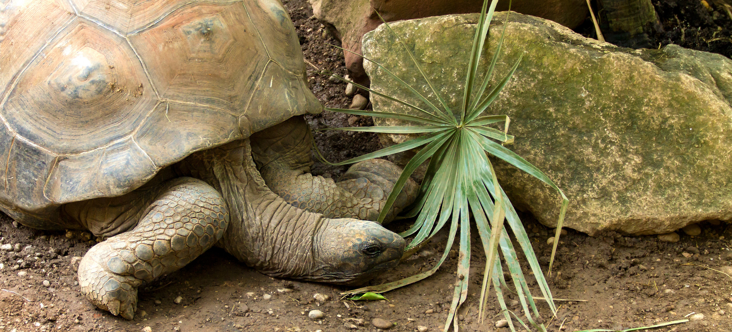 Schildkröte