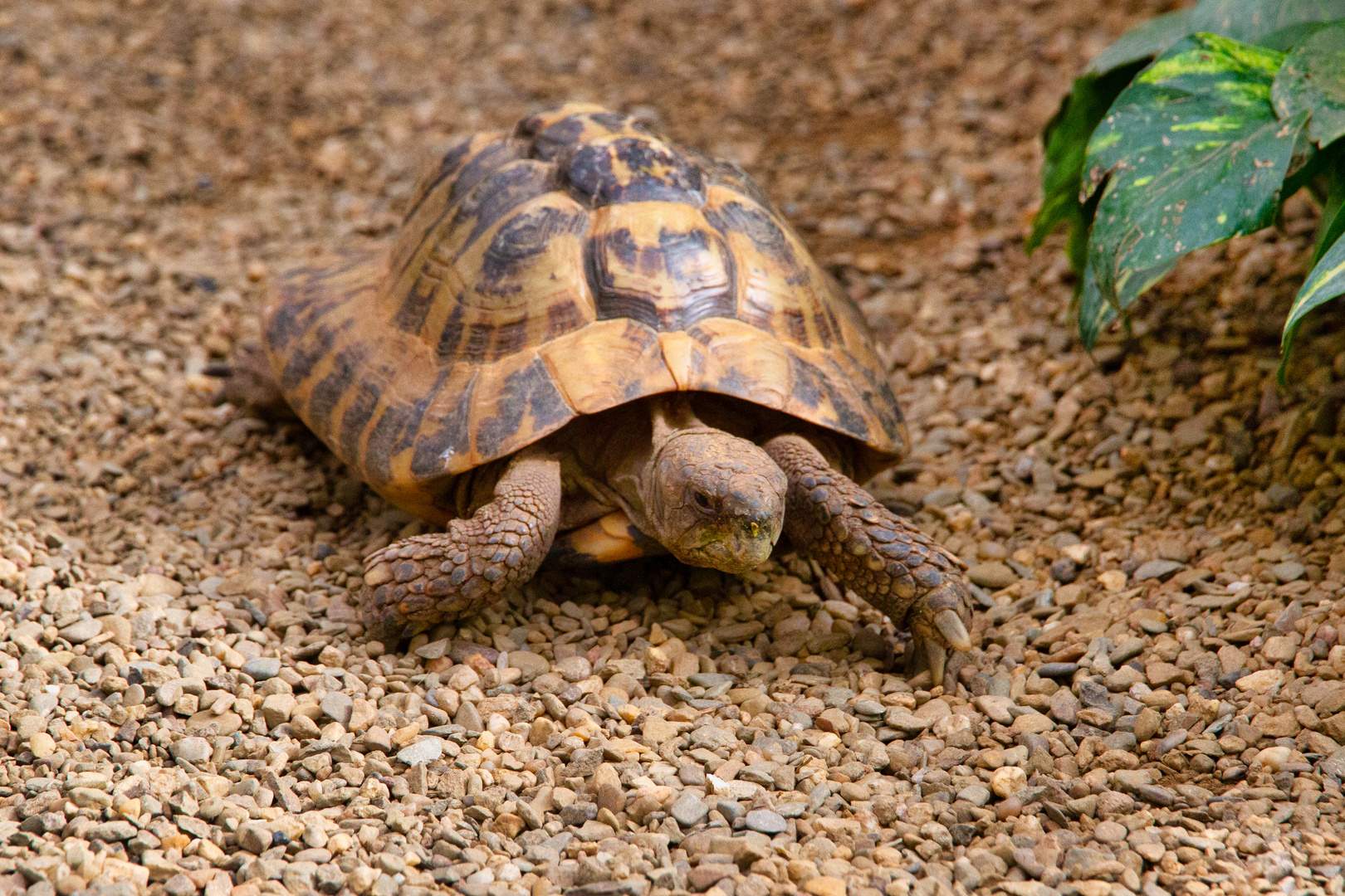 Schildkröte