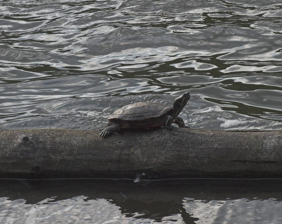 Schildkröte