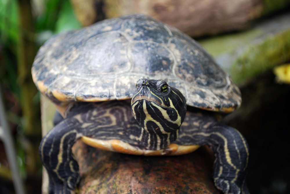 Schildkröte