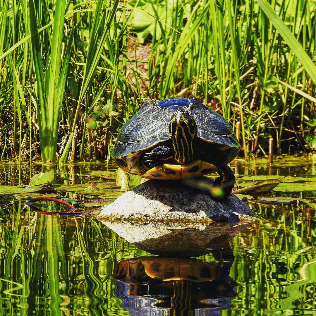 Schildkröte