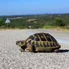 Schildkröte des Südens