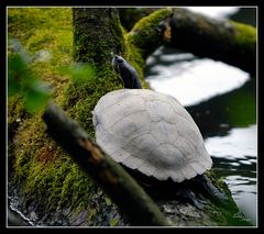 Schildkröte