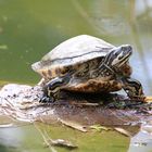 Schildkröte die zweite.