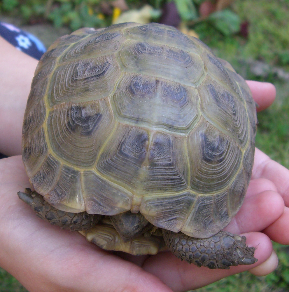 schildkröte doni (abkürzung von donald)