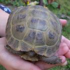 schildkröte doni (abkürzung von donald)