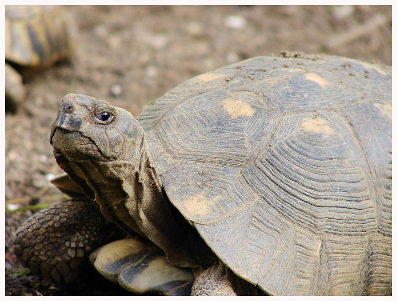 SCHILDKRÖTE