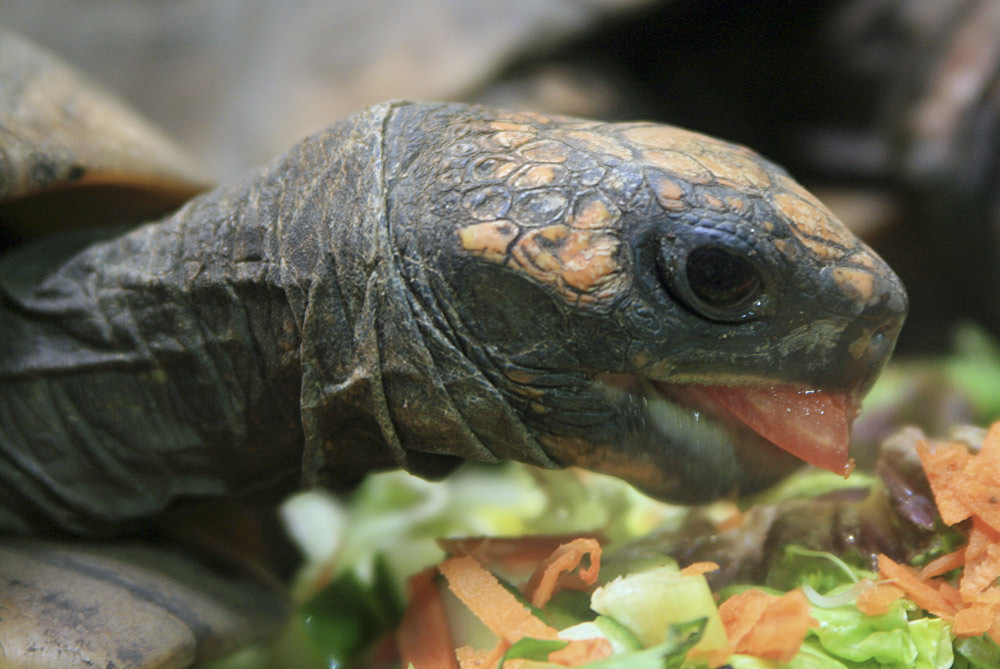 Schildkroete