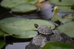 Schildkröte