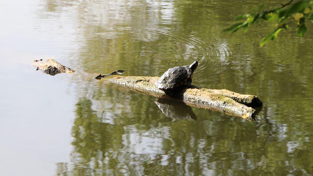 Schildkröte