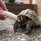 Schildkröte