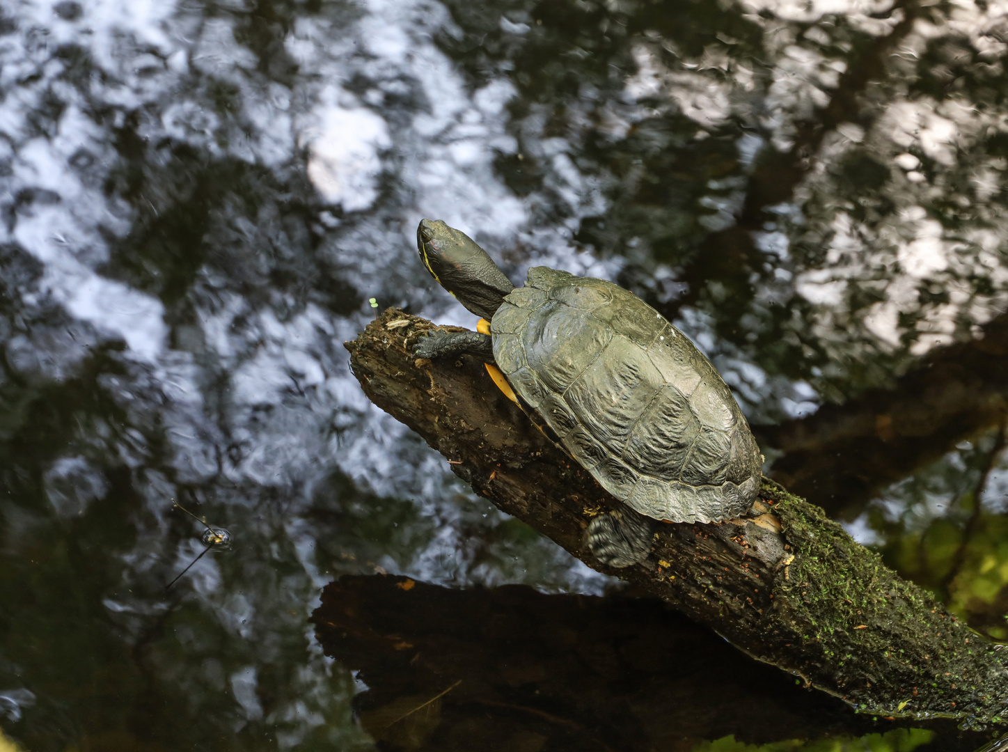 Schildkröte...