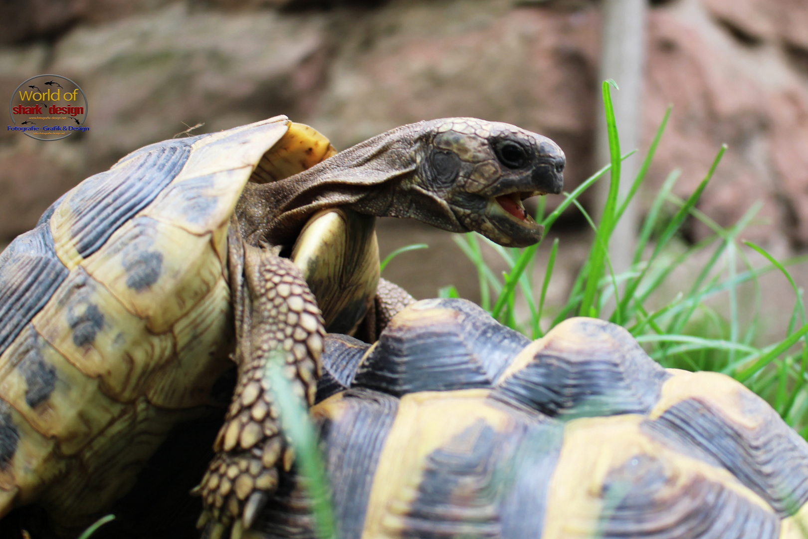 Schildkröte