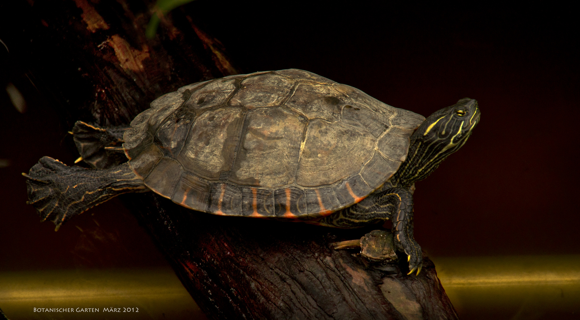 Schildkröte