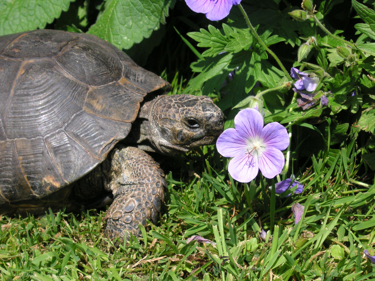 Schildkröte