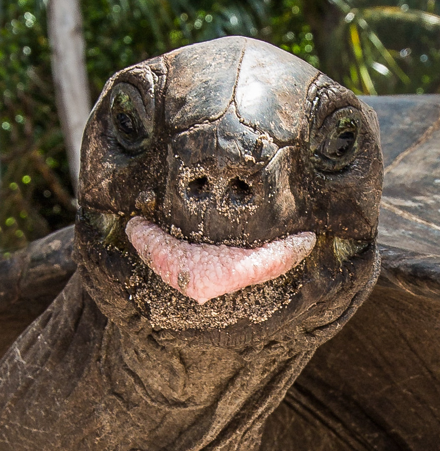 Schildkröte ganz schön frech