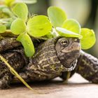 Schildkröte geht mit ihrem Essen spazieren. 