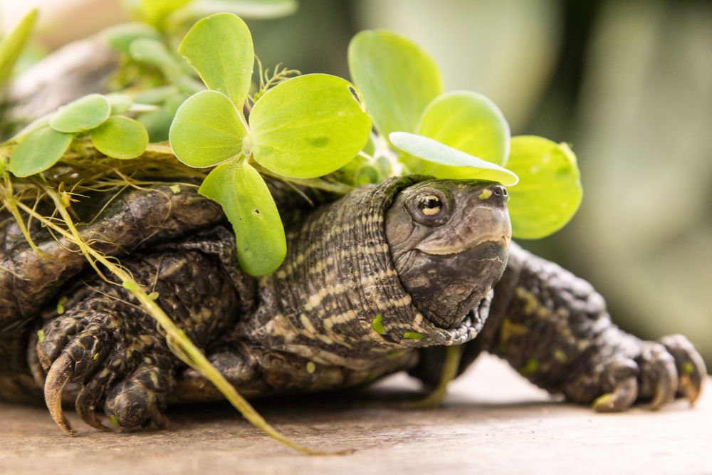 Schildkröte geht mit ihrem Essen spazieren. 