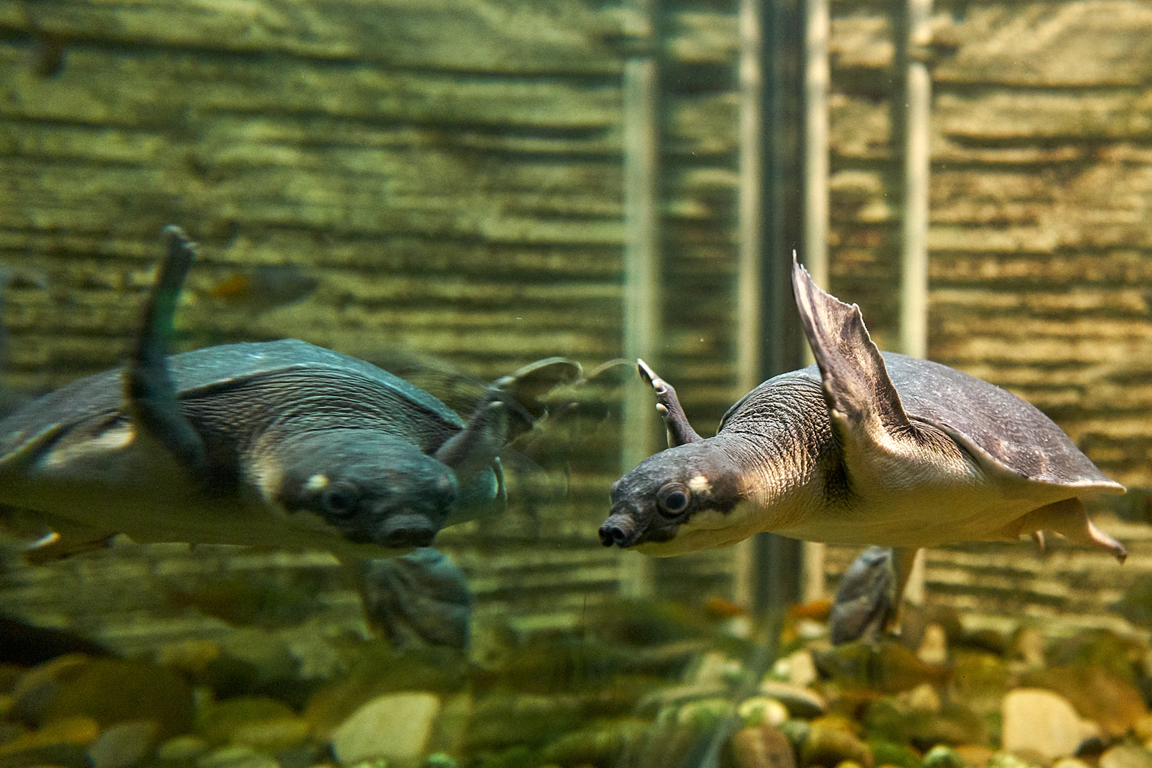 Schildkröte gespiegelt