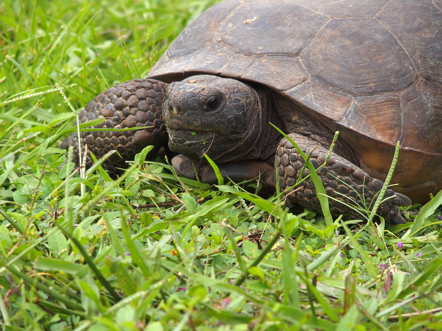 Schildkröte halt:-)