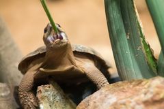 Schildkröte hat riesen Hunger