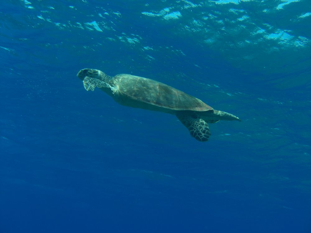Schildkröte Hurghada im freien Meer Foto & Bild tiere, wildlife, wildlife sonstige tiere Schildkröte Hurghada im freien Meer Foto & Bild tiere, wildlife, wildlife sonstige tiere