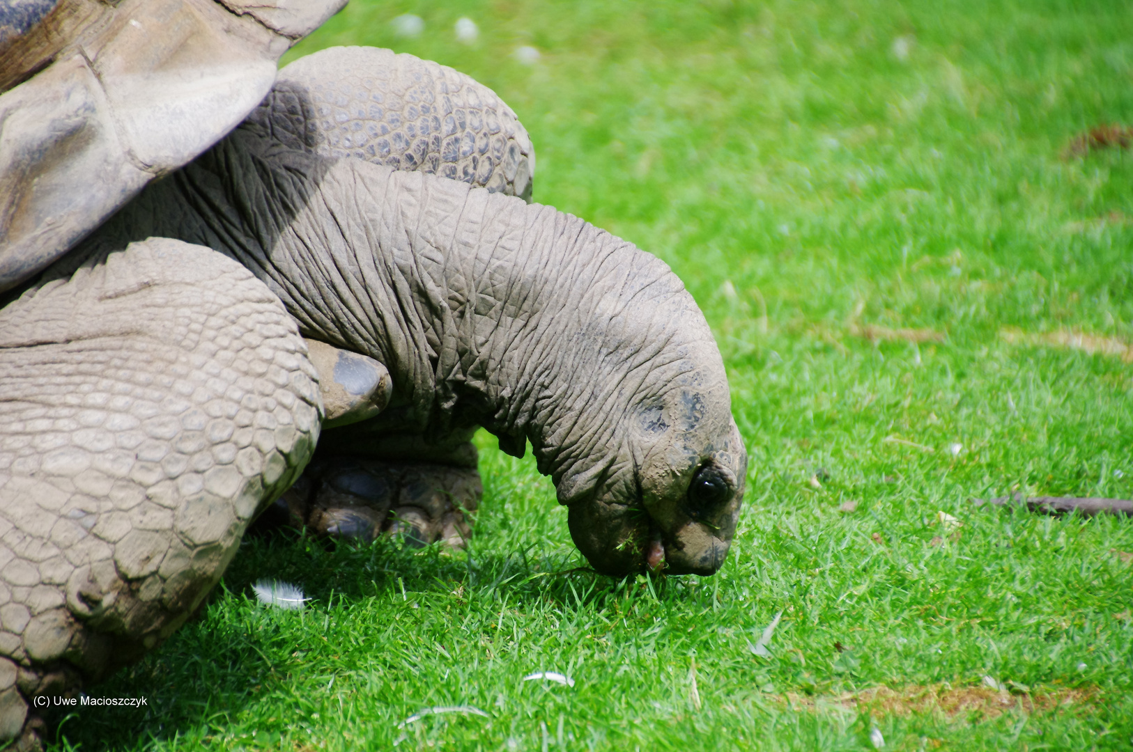 Schildkröte II