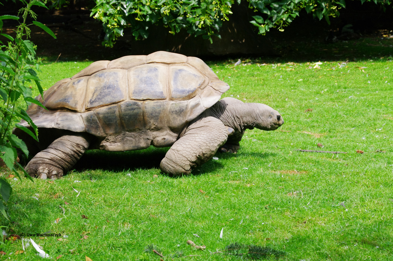 Schildkröte III