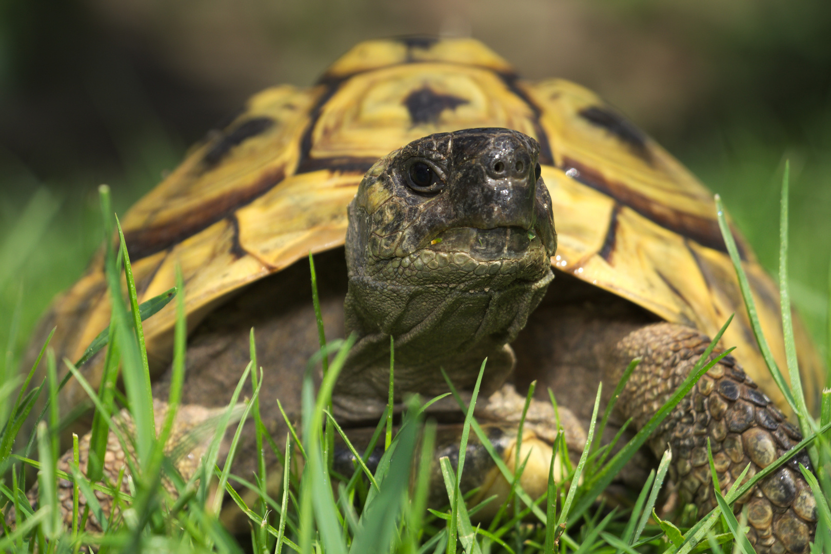 Schildkröte im Anmarsch