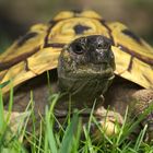 Schildkröte im Anmarsch