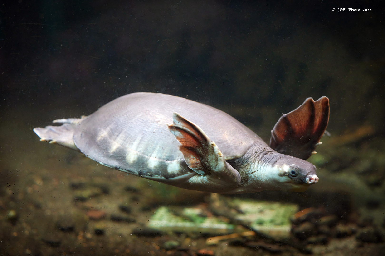 Schildkröte im Aquarium des Reptilliums Landaus