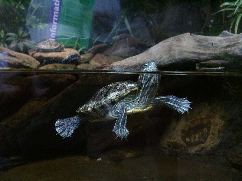 Schildkröte im Aquarium