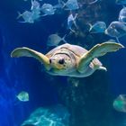 Schildkröte im Aquarium Virginia
