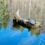 Schildkröte im Bärensee