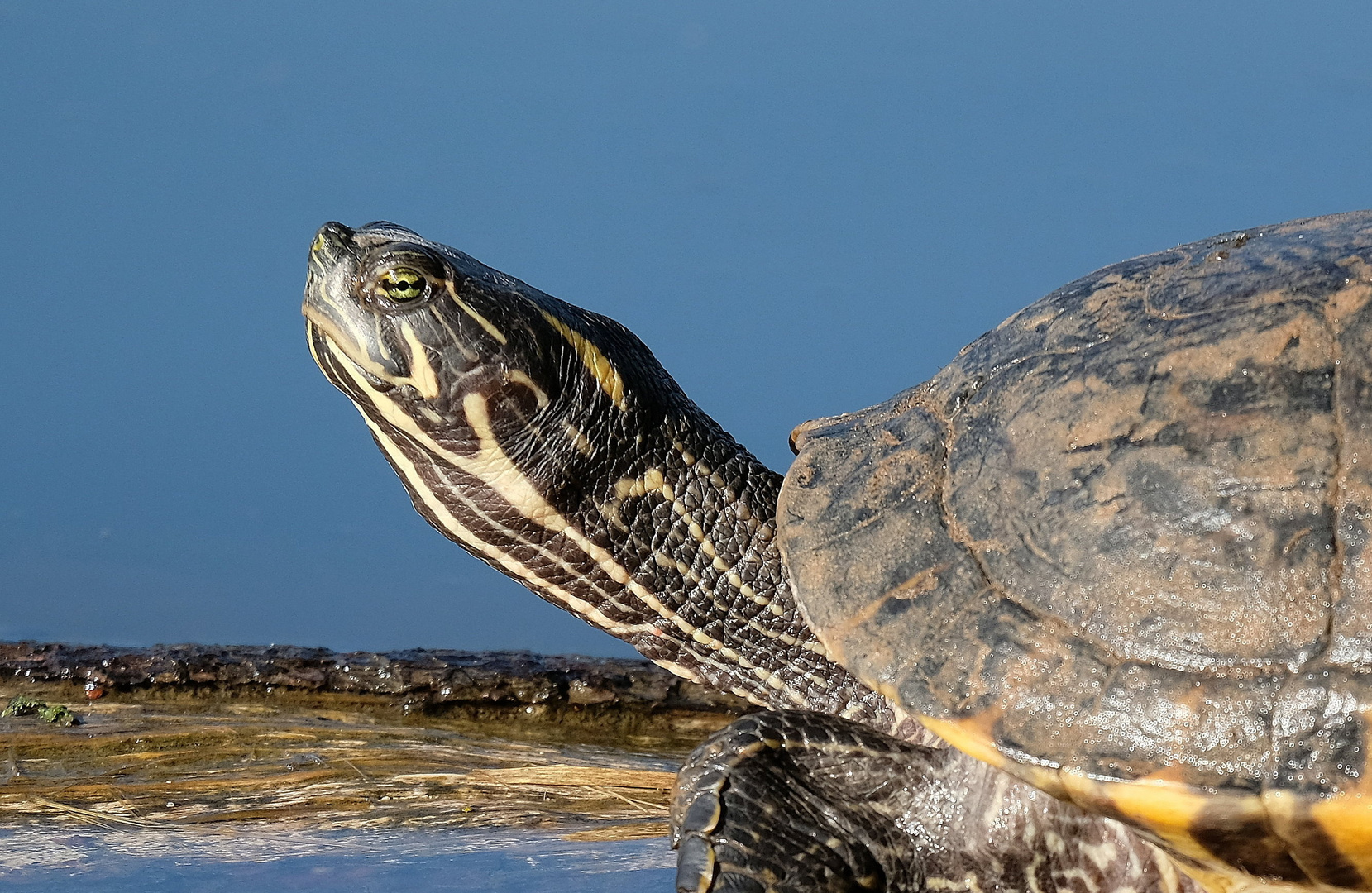 Schildkröte im Bärensee