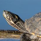 Schildkröte im Bärensee