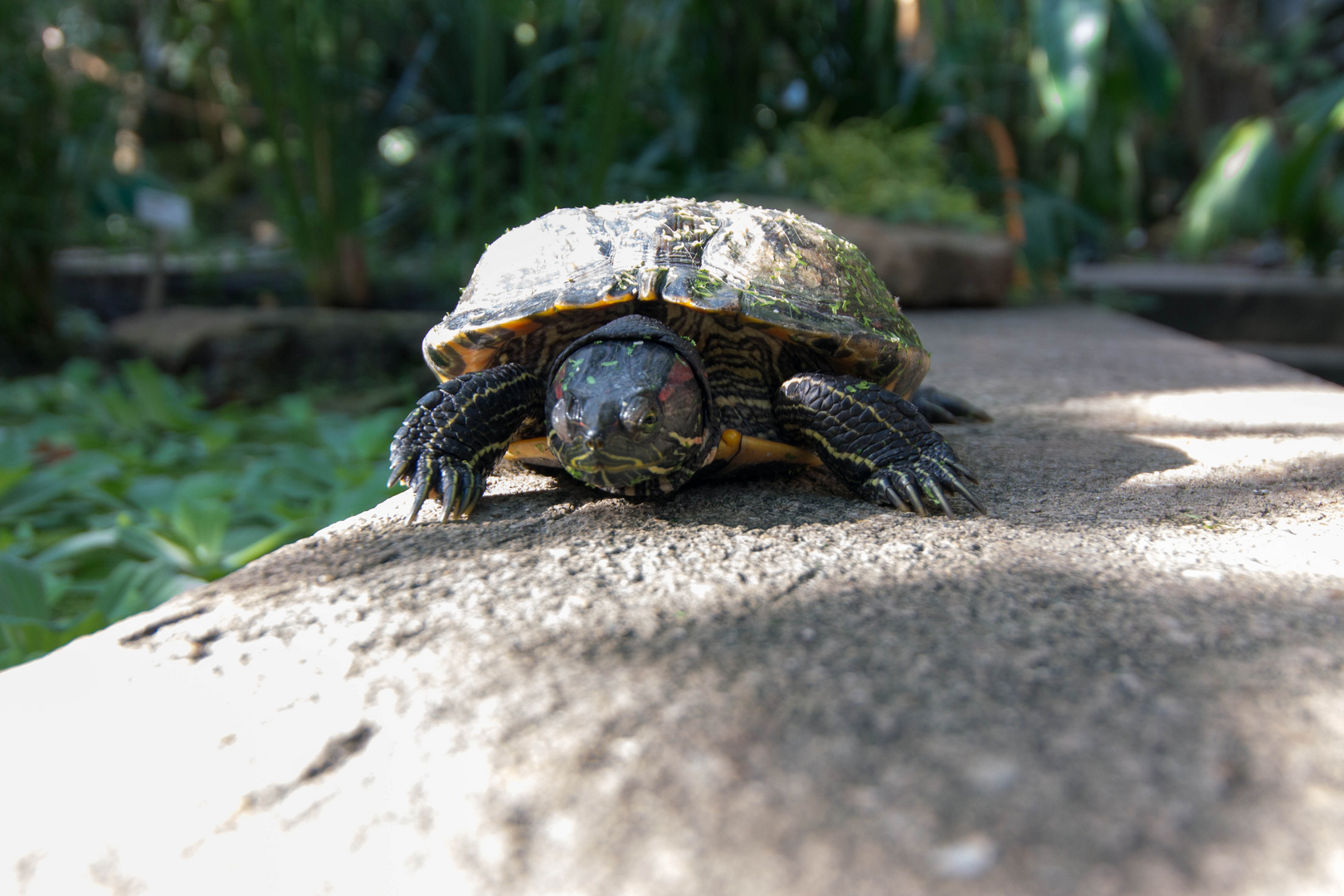 Schildkröte im botanischen Garten Bochum