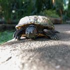 Schildkröte im botanischen Garten Bochum