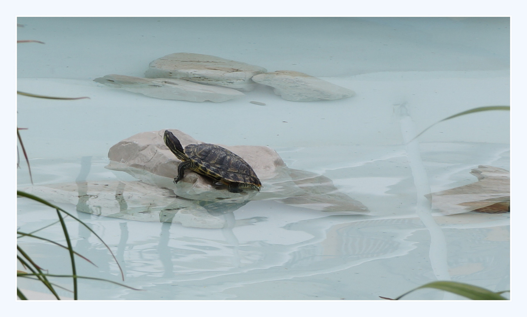 Schildkröte im Dauerurlaub