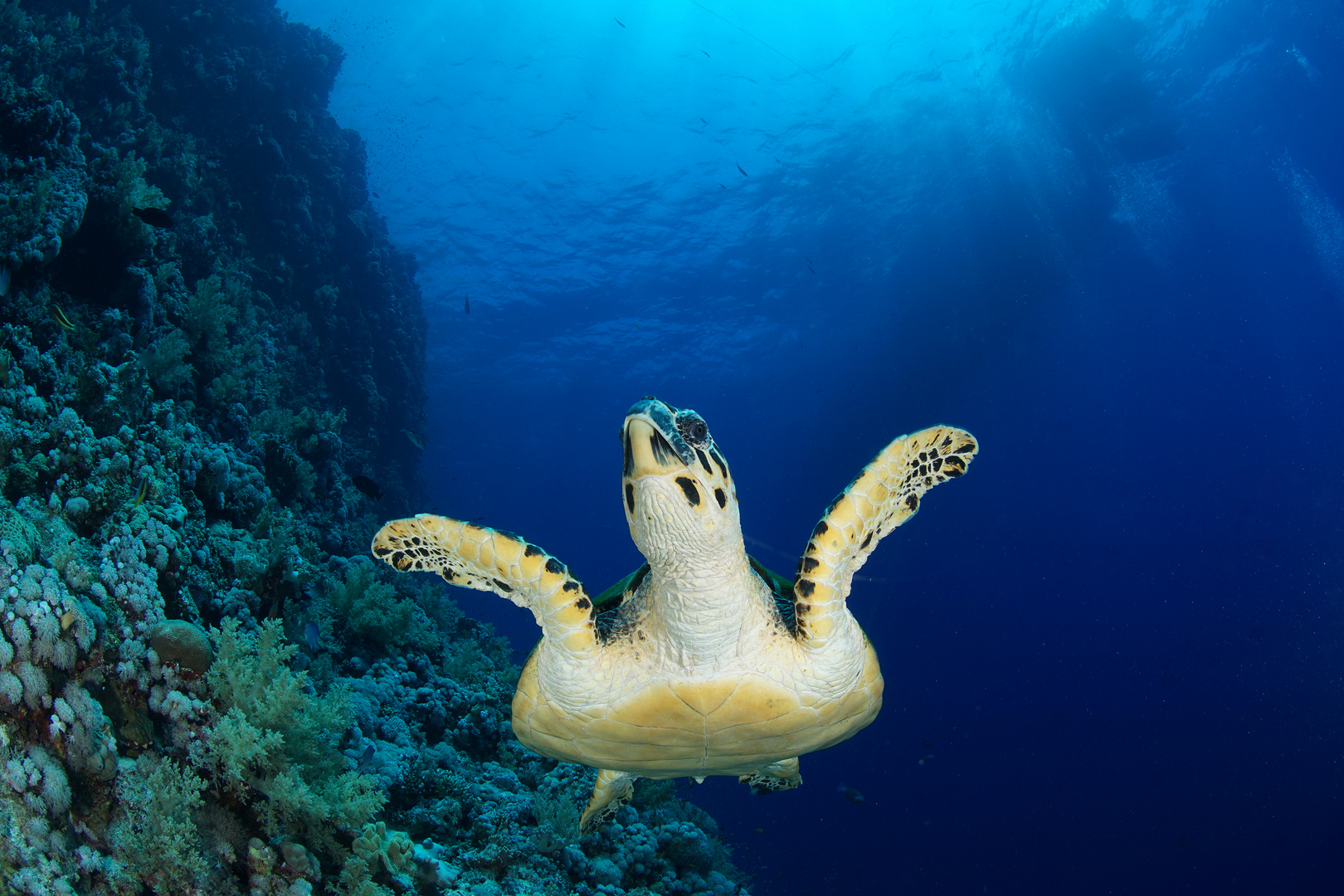 Schildkröte im Flug