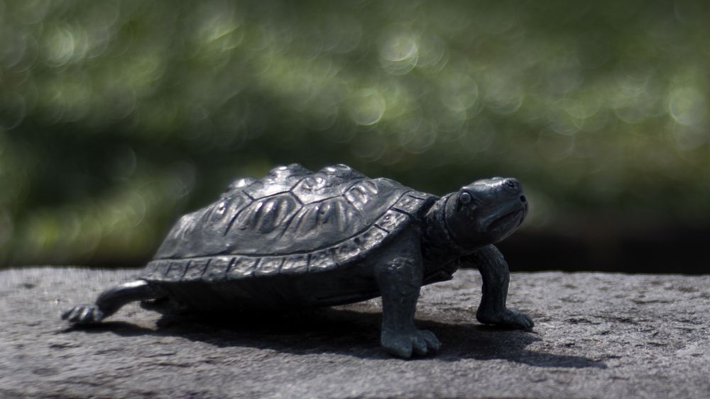 Schildkröte im Garten