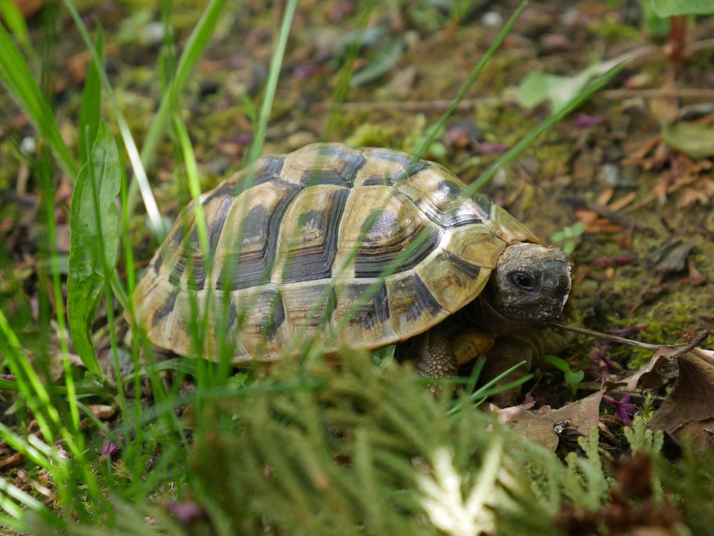 Schildkröte im Garten Foto & Bild natur, tiere Bilder auf