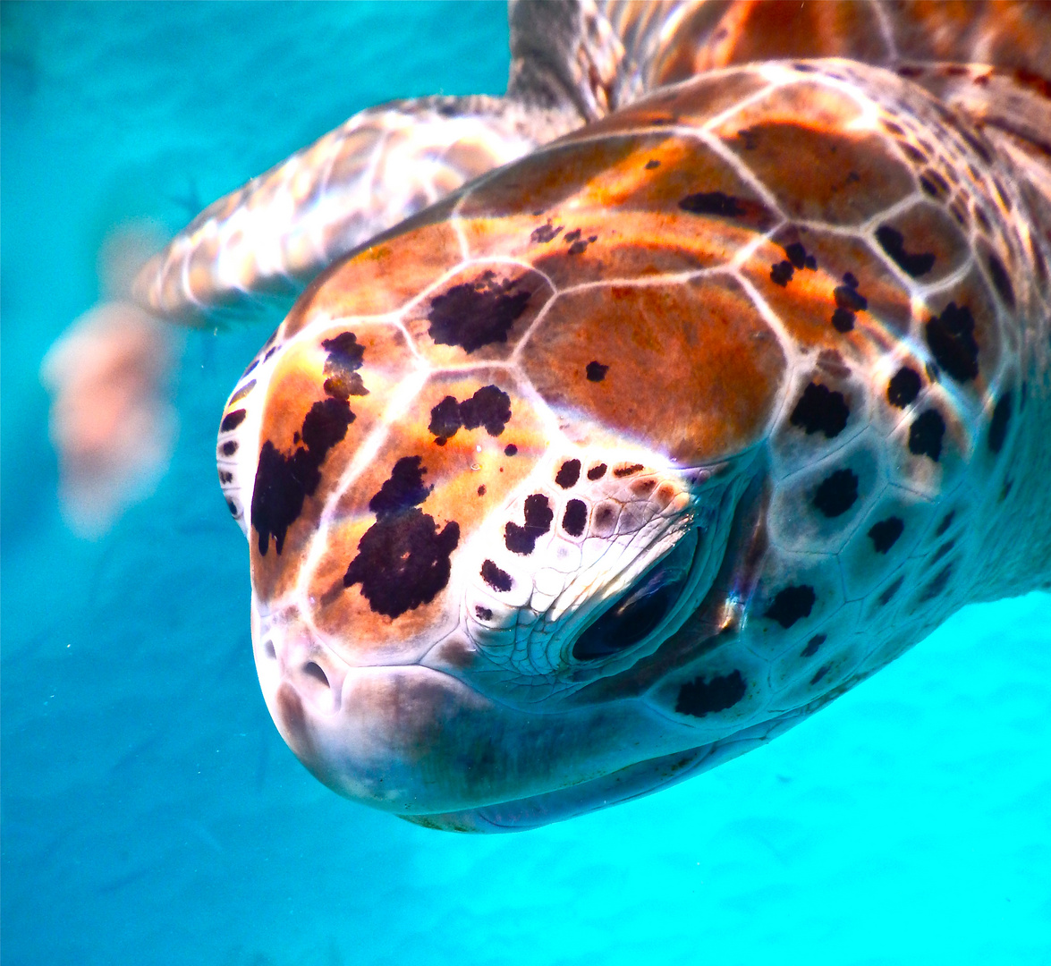 Schildkröte im Gewässer von Barbados