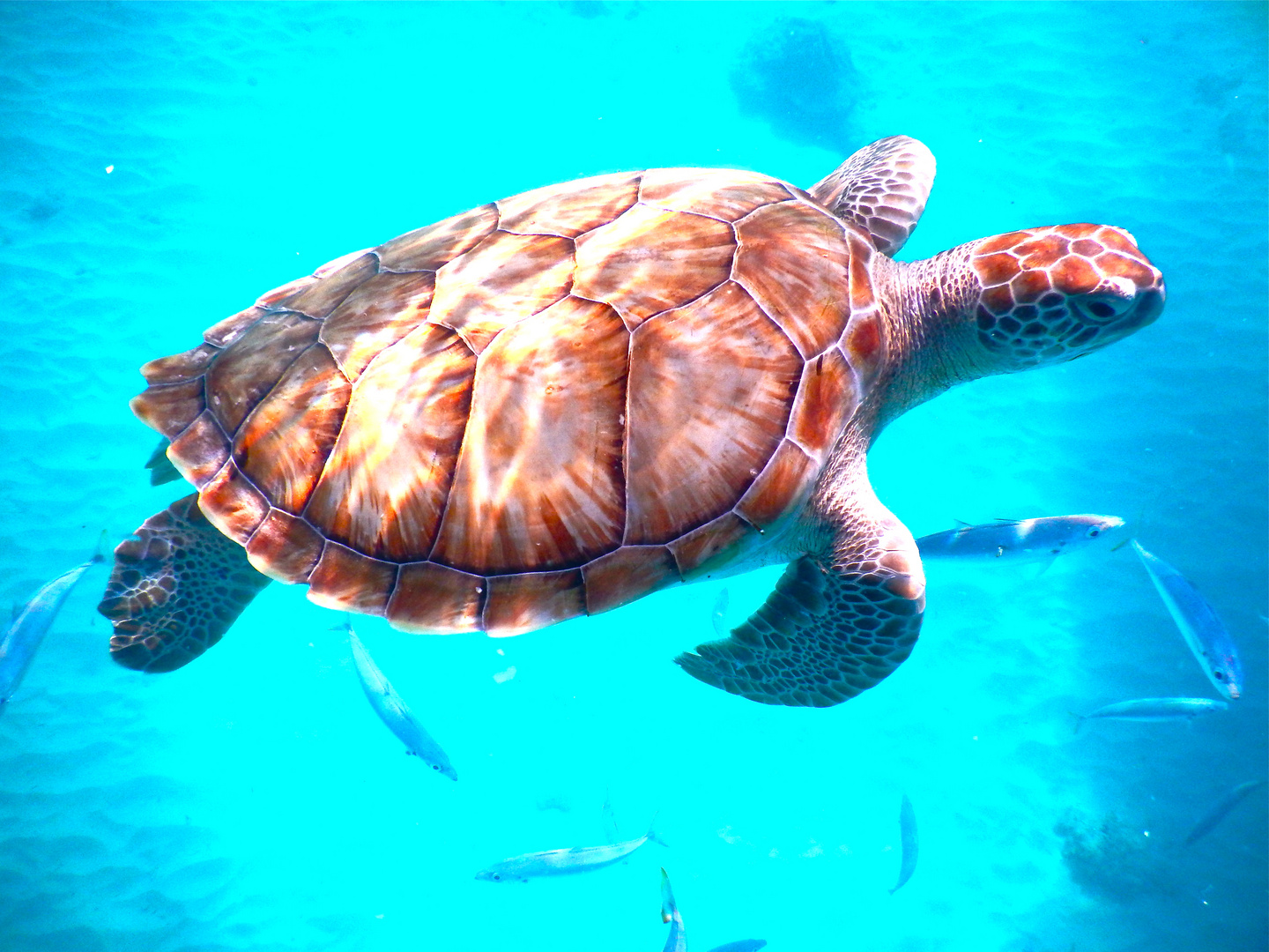 Schildkröte im Gewässer von Barbados